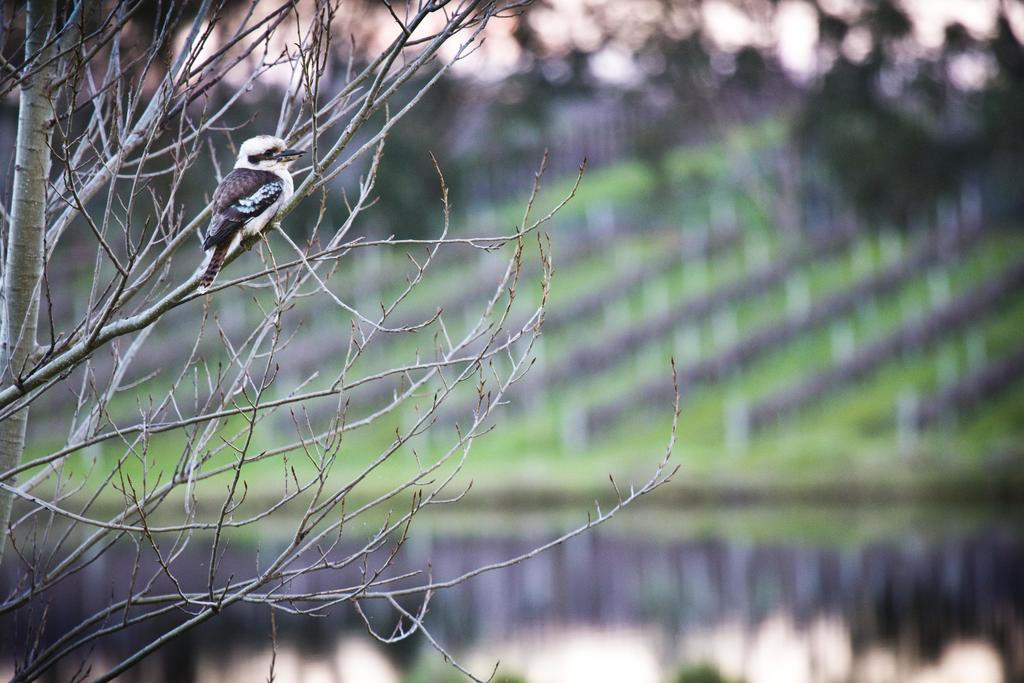 Bettenays Margaret River Metricup Rum bild